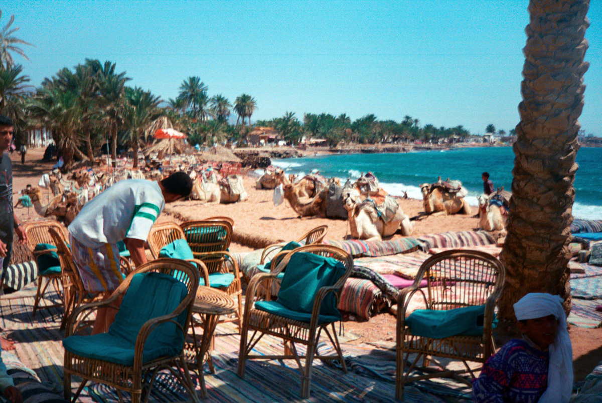 egypt-camels-in-dahab