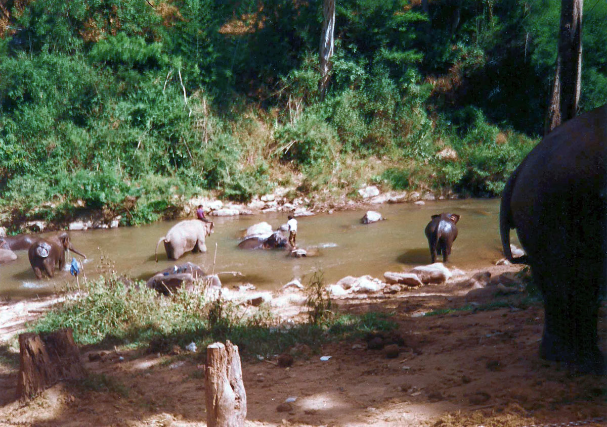 thailand-elephants-in-thai-jungle_0